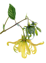 Load image into Gallery viewer, Ylang Ylang - 100% Medagascar Essential Oil