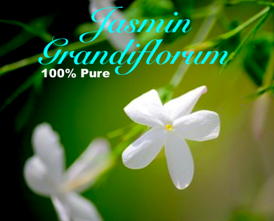 Jasmin Grandiflorum - 