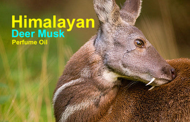 Pure Himalayan Deer Musk perfume oil