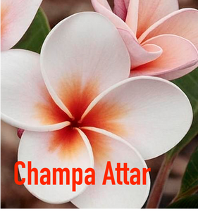 Sultan Fragrances Exclusive Blend  "Champa Attar" - Natrual Perfume Oil | Vegan