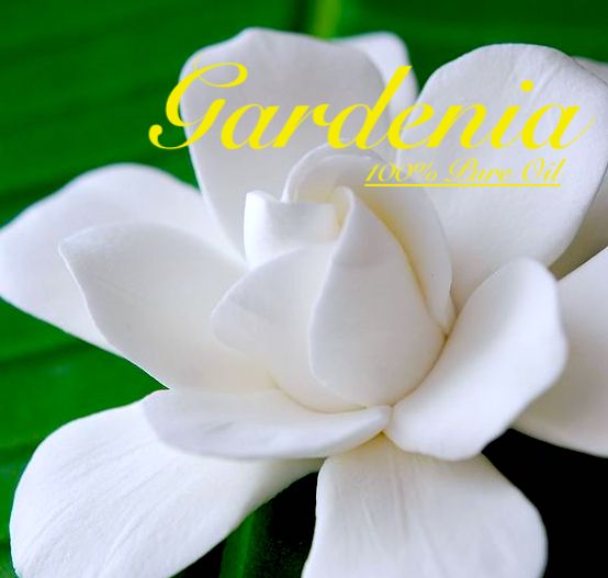 Gardenia Absolute - 100% Pure Premium Oil