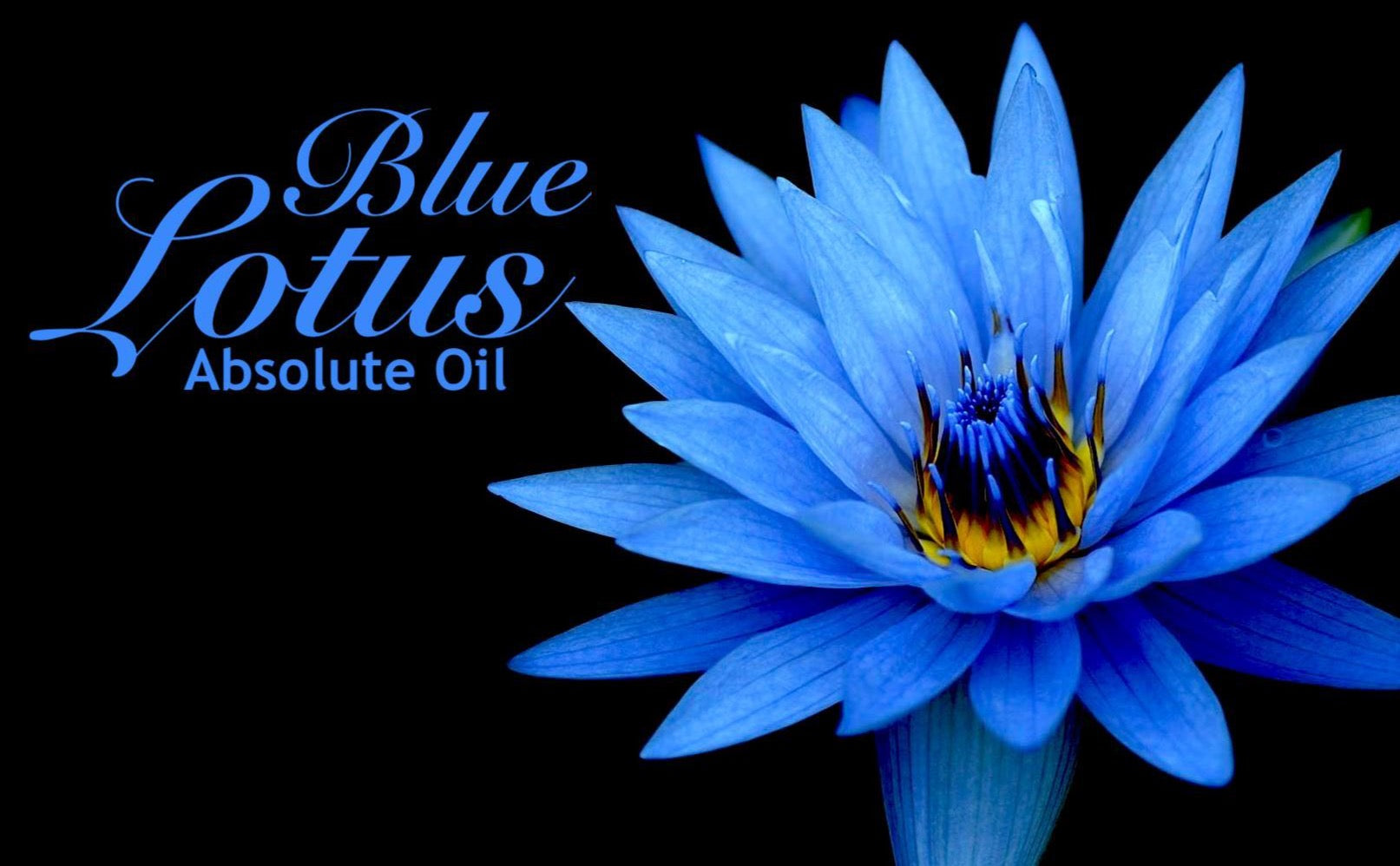 Blue Lotus - 100% Absolute Oil – Sultan Fragrances