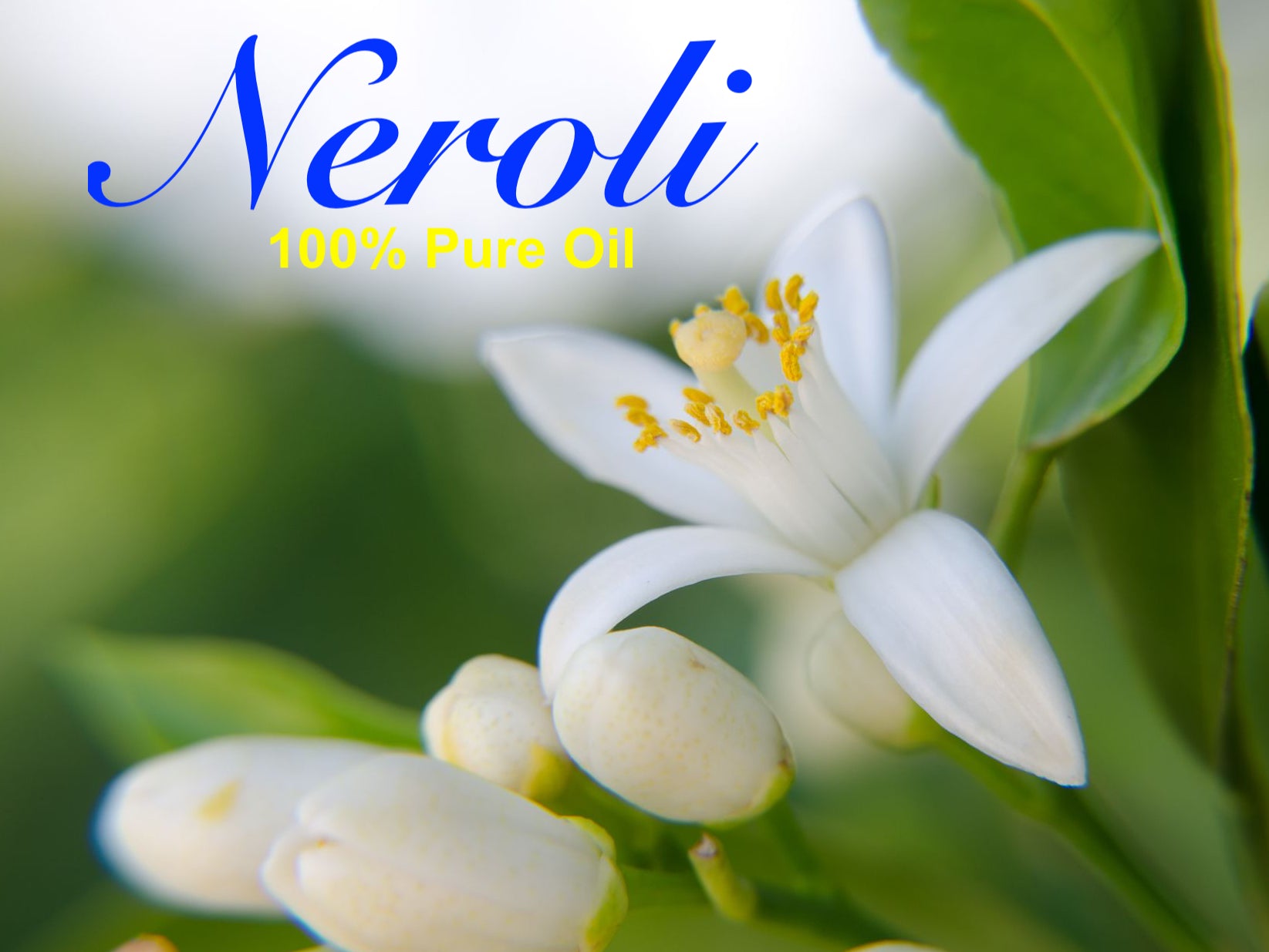 Neroli Essential oil- 100% Pure Neroli oil- Natural Orange blossoms