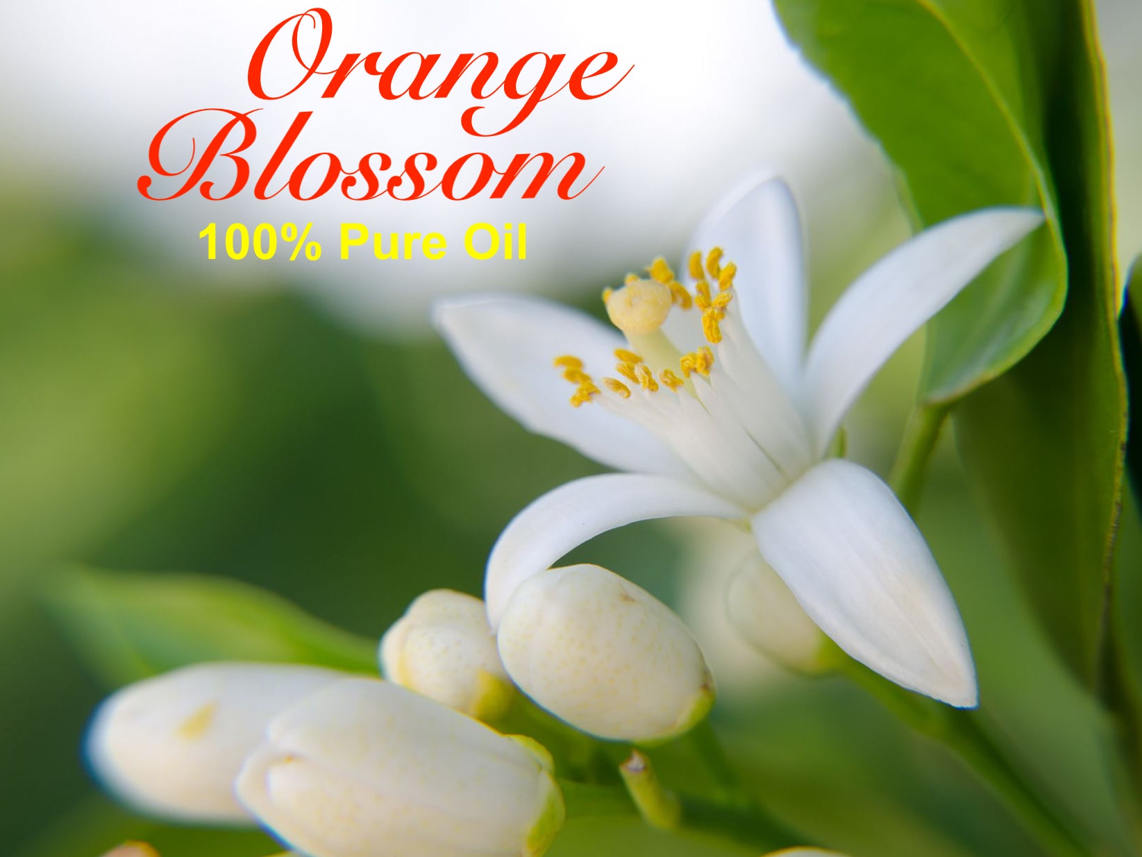 Orange Blossom - 100% Absolute Essential Oil – Sultan Fragrances