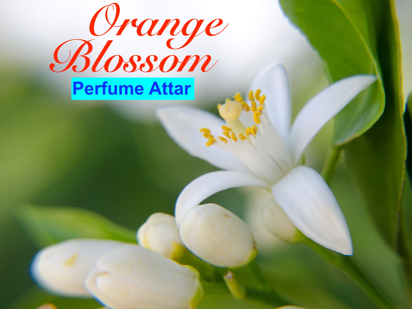Orange Blossom Neroli Fragrance Oil