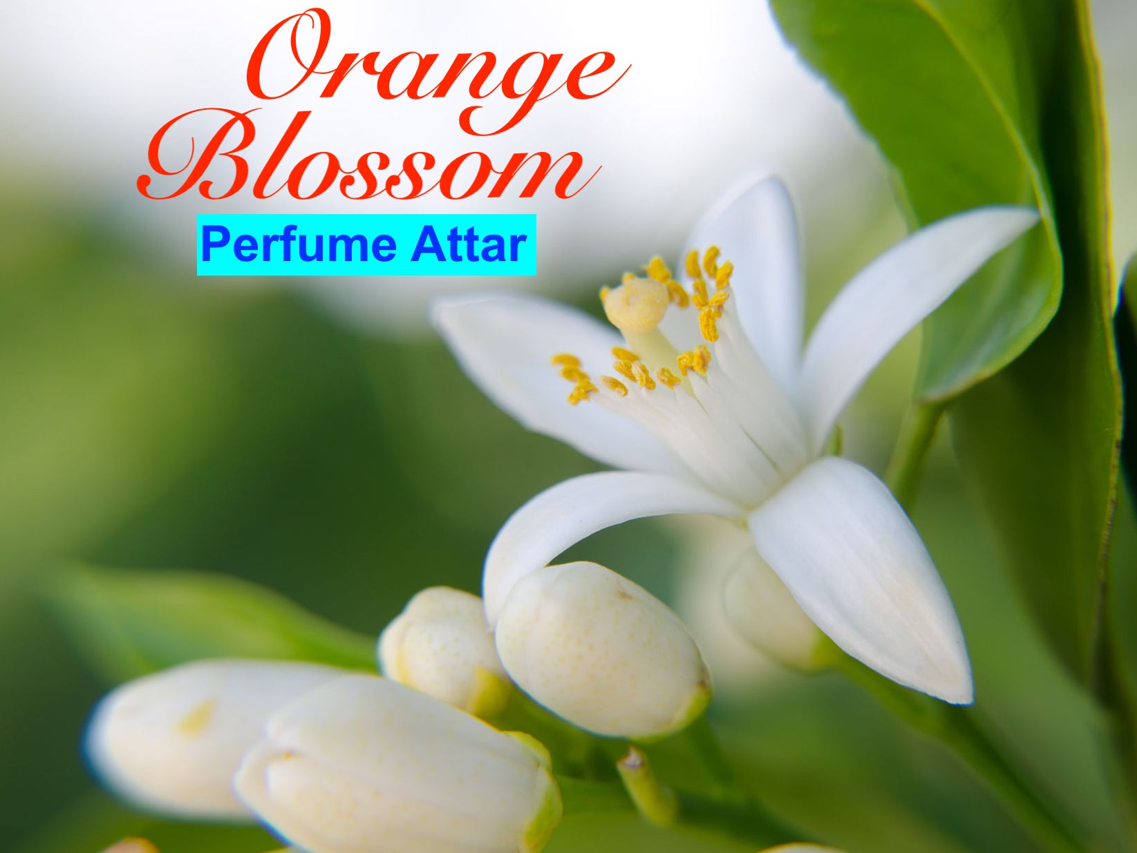 Sultan Fragrances Exclusive Blend “Orange Blossom Attar”
