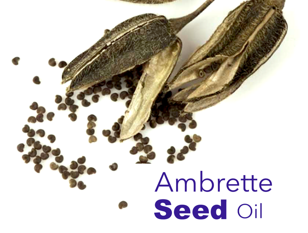 Ambrette Ambrette Seed Oil - 100% Pure Steam Distilled – Sultan Fragrances