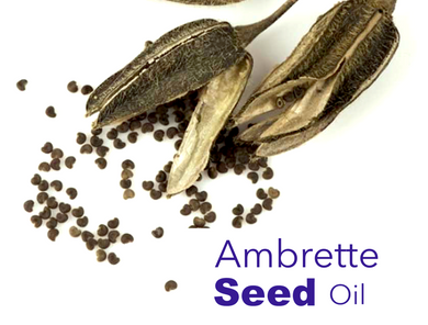 Ambrette Seed Oil - 100% Pure Steam Distilled