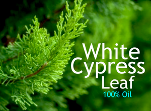 Cypress White Pine Leaf - 100% Australian High Grade Essential Oil