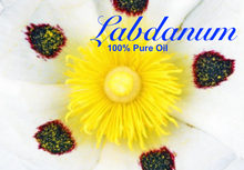 Load image into Gallery viewer, Labdanum Absolute - 100% Pure Perfume Grade