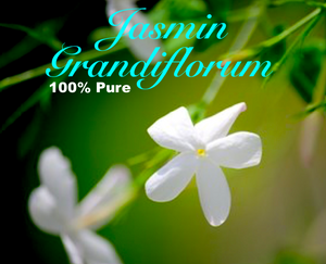 Jasmin Grandiflorum - "Spanish Jasmin"