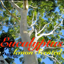 Load image into Gallery viewer, Eucalyptus - Lemon Scented Oil - High Grade 100% Pure Australian Oil