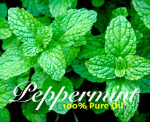 Load image into Gallery viewer, Peppermint - 100% Pure Perfume Grade Oil