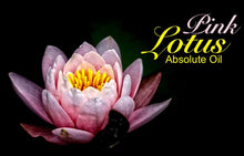 Load image into Gallery viewer, Pink Lotus - 100% Absolute Oil
