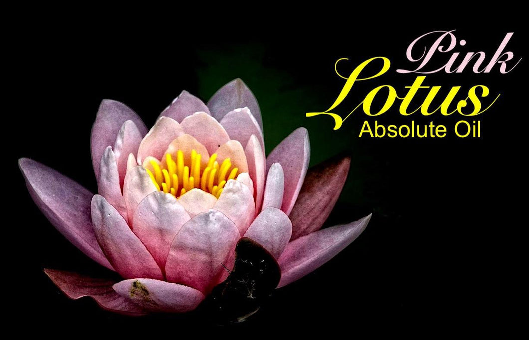Pink Lotus - 100% Absolute Oil