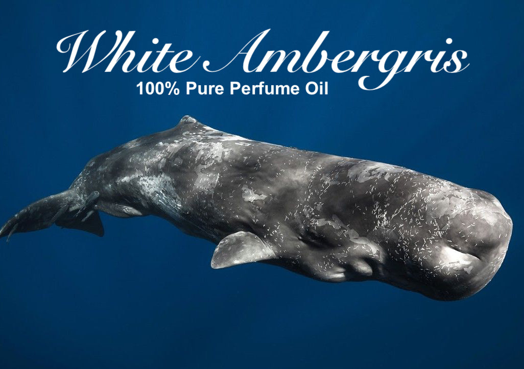 Amber/Ambergris Pure Perfume Oil "White Amber" – Sultan Fragrances