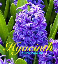 Load image into Gallery viewer, Hyacinth - 100% Perfume Grade Oil Absolute